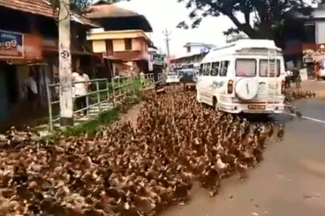Kerala duck, Alappuzha duck crossing road, Kerala duck, Alappuzha duck crossing road,