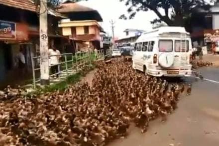 Kerala duck, Alappuzha duck crossing road, Kerala duck, Alappuzha duck crossing road,