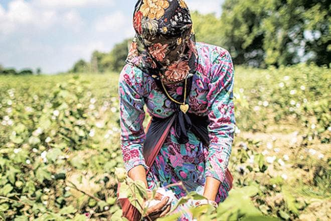 Agriculture crisis, Kharif, Kharif crop, Kharif sowing, Primary sales, fertilisers