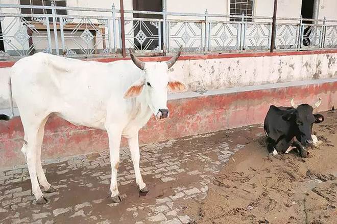 Representational pic. Pehlu Khan was a dairy farmer. He was beaten to death a violent mob in April 2017 in Rajasthan's Alwar. 
