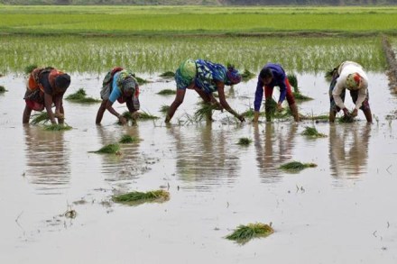 Rain, paddy, paddy sowing, paddy farmer, yield, yield quality, paddycrop, paddy seeds