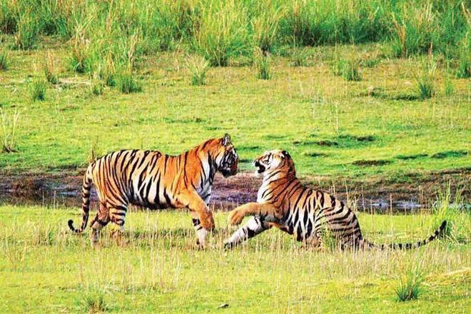PM Modi tiger PM Modi tiger