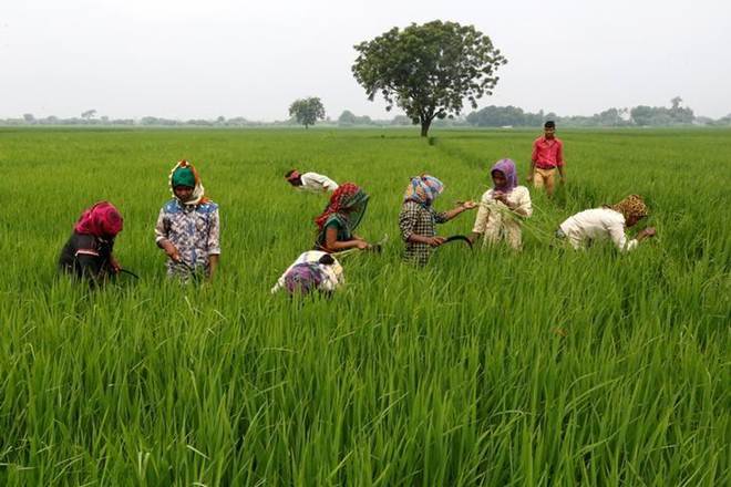 Budget 2019, agriculture budget, india, union budget 2019, Nirmala Sitharaman, agriculture budget india, budget 2019 india