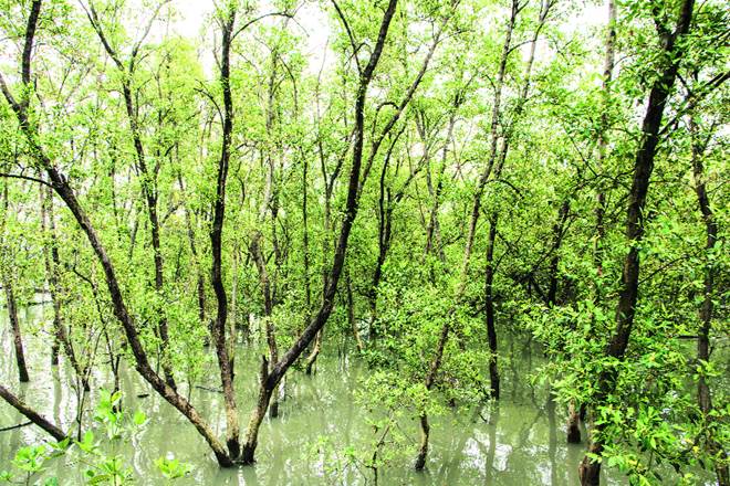 books by Amitav Ghosh, Amitav Ghosh books, Amitav Ghosh novels, Amitav Ghosh amazon, Gun Island Book Review, Gun Island Amitav Ghosh