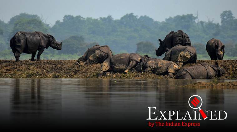 floods in assam, floods in india, floods in assam and bihar, floods in bihar, floods in india 2019
