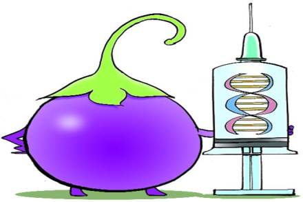 In fact, millions of cattle in India feed on seeds from GM cotton, which have proved beneficial for dairy animals. In fact, millions of cattle in India feed on seeds from GM cotton, which have proved beneficial for dairy animals.
