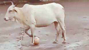 When a cow joins the game, its beyond words!