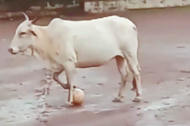 When a cow joins the game, its beyond words!
