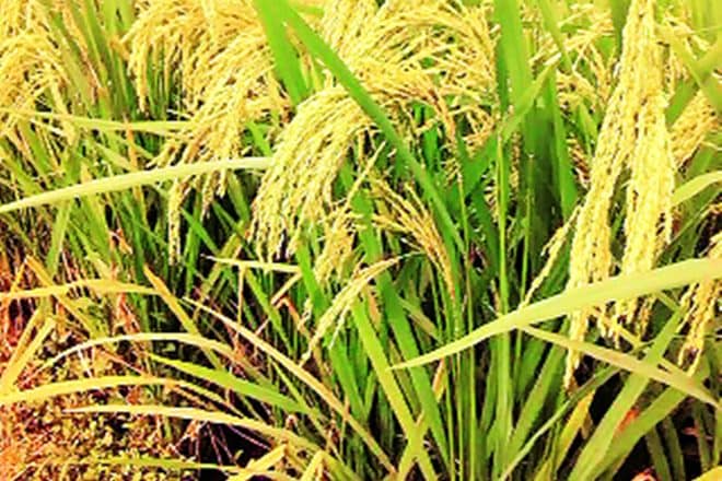 kaveri seeds shares, mutual fund, kaveri seeds stocks, kaveri seeds profit, kaveri seeds revenue