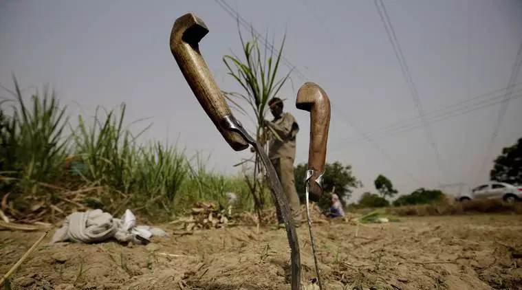 Kharif, Kharif crops, Indian Metereological Department, deficient monsoon, Agriculture Ministry, kharif season