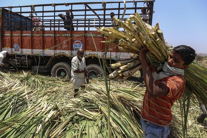 sugarcane, sugarcane farmers, minimum support price, sugar mills, farmers in india, due payment, rajya sabha