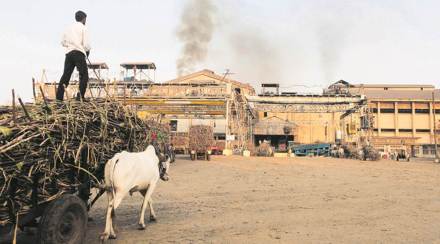 sugarcane, sugar, ethanol, sugar glut, excess production, oil marketing companies, OMCs