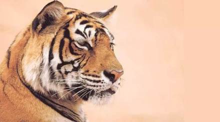 tiger, tiger day, tiger population, tiger population in india, Tiger census 2018, All India Tiger Estimation Report 2018, narendra modi, Tiger Zinda Hai, Ek Tha Tiger