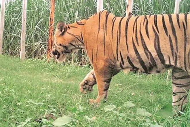 maharashtra highway, maharashtra highway underpass, maharashtra four lane, mumbai, nagpur highway, Wildlife Institute of India, WWI, wildlife acitivist, Pench Tiger Reserve, Tiger Reserve, Srushti Paryavaran Mandal,