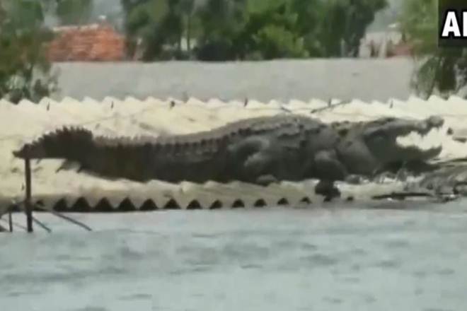 karnataka floods crocodile, crocodile, Karnataka Floods, Karnataka, Belgaum floods, belgaum karnataka, video crocodile karnataka floods, viral, twitter