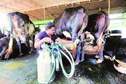 Milk is a source of liquidity, predictability and stability in rural incomes.