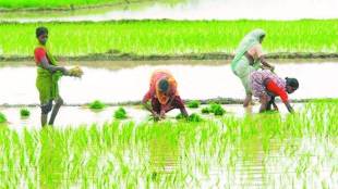 The sharp pick-up in monsoon since early July has driven up overall rainfall up to Friday this season (June-September) by 2% from the long period average (LPA) or the ‘normal’ level. (Representational image)