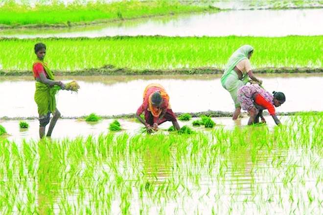 The sharp pick-up in monsoon since early July has driven up overall rainfall up to Friday this season (June-September) by 2% from the long period average (LPA) or the ‘normal’ level. (Representational image)
