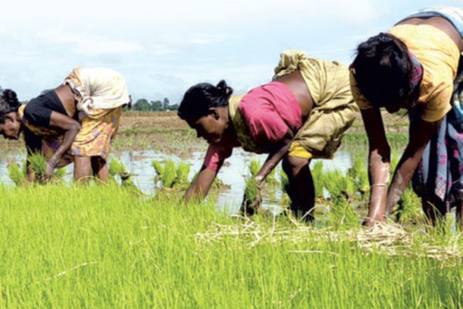 environment impact, health, herbicide, herbicide Glyphosate, Glyphosate, Insecticides Act, economy news