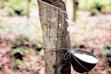 Natural rubber, Natural rubber price, Natural rubber imports, Indian Rubber Growers Association, Rubber Board of India