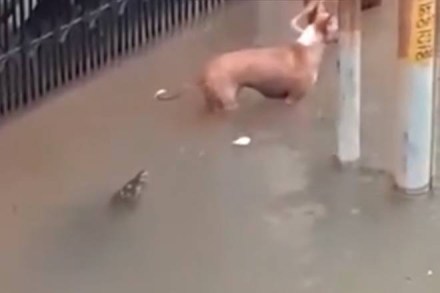 The video shows the two dogs trying to escape as the crocodile moves towards them. 
