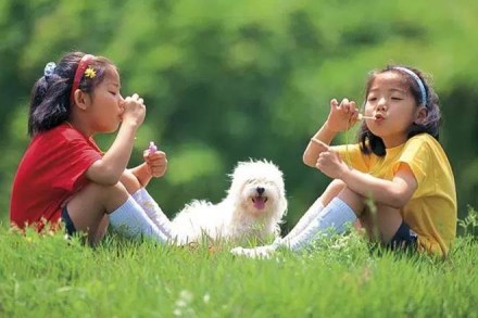 Friendship Day, health insurance, passport, roadside assistance, insurance