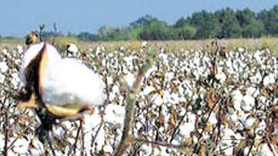 CAI, Cotton Association of India, crop estimate, cotton crop, Tamil Nadu, cotton consumption