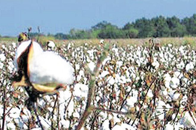CAI, Cotton Association of India, crop estimate, cotton crop, Tamil Nadu, cotton consumption CAI, Cotton Association of India, crop estimate, cotton crop, Tamil Nadu, cotton consumption