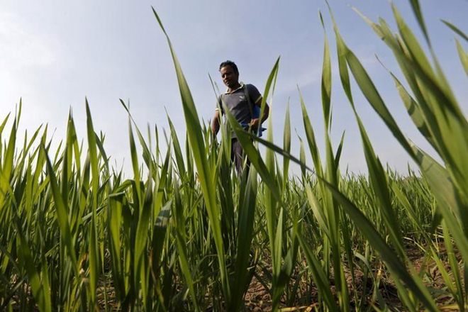 farm loan, farm distress, rbi, RBI, loan waiver, rbi working committee, farm distress, farmer suicide