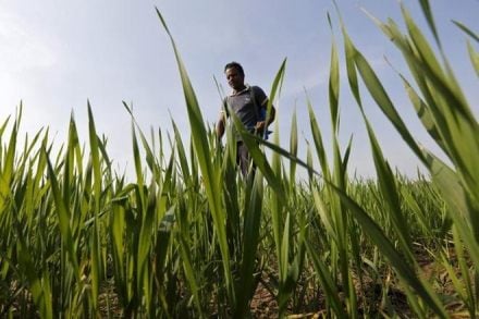 farm loan, farm distress, rbi, RBI, loan waiver, rbi working committee, farm distress, farmer suicide