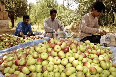 Pear, apple, harvest, Kashmir, Panchayat, Kashmir Valley, Kashmir news, Kashmir issue,  Jammu Kashmir, Article 370