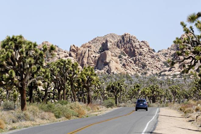 The park, which straddles the Colorado and Mojave deserts in southern California, is home to the greatest concentration of the species, which are in fact not trees at all but members of the agave family which can sometimes appear tree-like. (Image: Reuters)