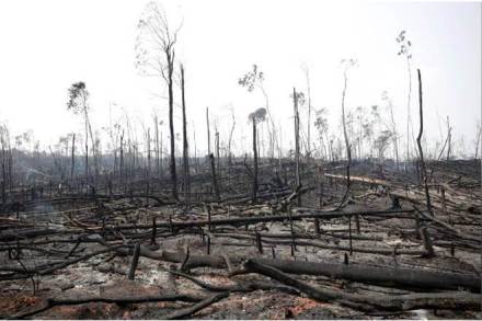 Land degradation and deforestation are responsible for more than 20% of the global greenhouse gas (GHG) emissions. 