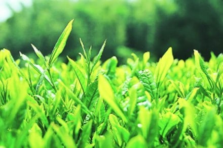 Bringing more and more small tea growers under the export chain could help in developing a market but that was not an easy task to do, said Vivek Goenka, chairman Indian Tea Association.