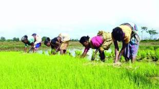 primary agriculture cooperatives, farmer producer organisations, Nirmala Sitharaman, FPO model, Nabkisan Finance