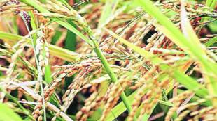 Monsoon deficit, Kharif sowing season, Kharif output, NCML, export demand, Rice production