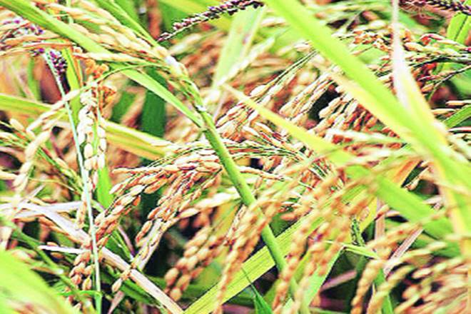 Monsoon deficit, Kharif sowing season, Kharif output, NCML, export demand, Rice production Monsoon deficit, Kharif sowing season, Kharif output, NCML, export demand, Rice production