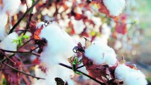 Pink bollworm, bollworm attack, cotton, Maharashtra, economy news, Central Institute of Cotton Research, CICR, economy news