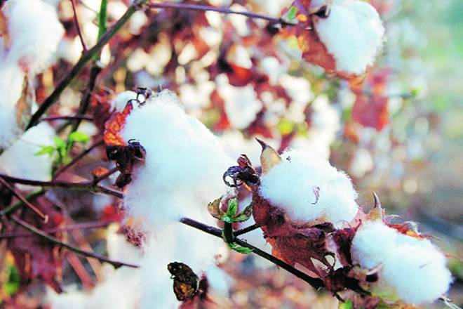Pink bollworm, bollworm attack, cotton, Maharashtra, economy news, Central Institute of Cotton Research, CICR, economy news