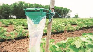 Weak export, cotton spinner, economy news, export, import, cotton, cotton yarn export, cotton yarn, domestic market