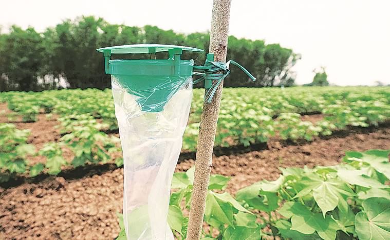 Weak export, cotton spinner, economy news, export, import, cotton, cotton yarn export, cotton yarn, domestic market Weak export, cotton spinner, economy news, export, import, cotton, cotton yarn export, cotton yarn, domestic market