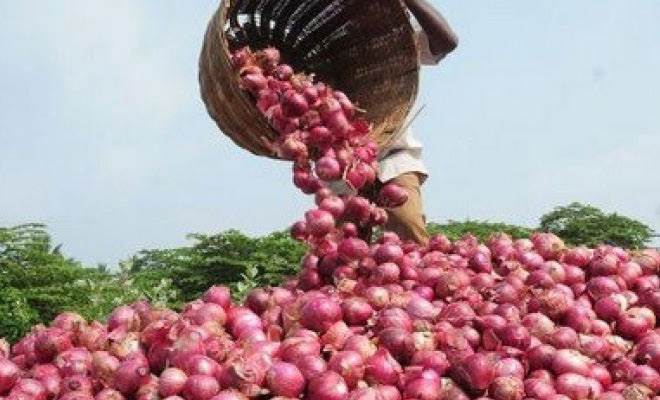 Onion price, Delhi, Mumbai, Maharashtra, NAFED, Export