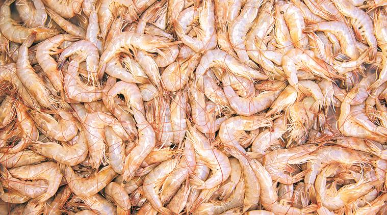 India, shrimp export, US, economy news, Gulf Shrimp Industry, Indian shrimps, shrimp industry India, shrimp export, US, economy news, Gulf Shrimp Industry, Indian shrimps, shrimp industry