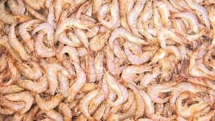 India, shrimp export, US, economy news, Gulf Shrimp Industry, Indian shrimps, shrimp industry