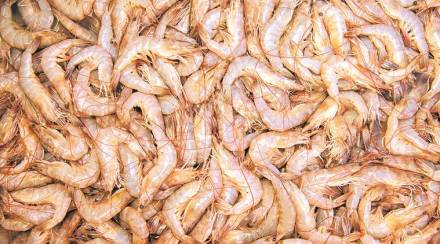 India, shrimp export, US, economy news, Gulf Shrimp Industry,  Indian shrimps, shrimp industry