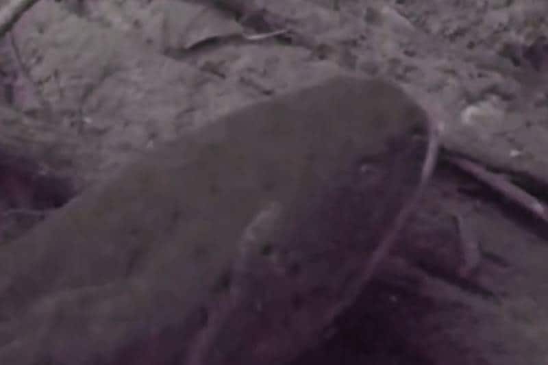 amazon, amazon rainforest, amazon basin, eel, electric eel, amazon electric eel, powerful electric eel, electric eel amazon