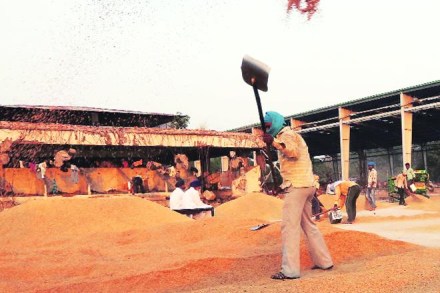 Collective operations in Indian agriculture have a century-old history, with the enactment of the Cooperative Society Act 1904 that enabled formation of agricultural credit cooperatives.