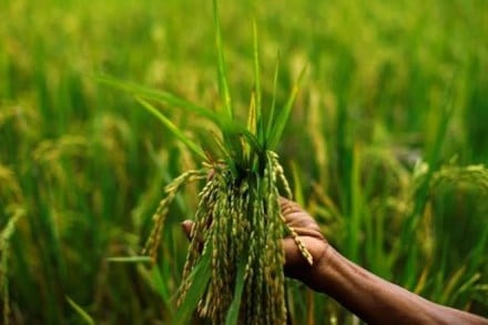 Monsoon effect, Kharif, Kharif crop, Kharif rice, Kharif rice output, kharif season