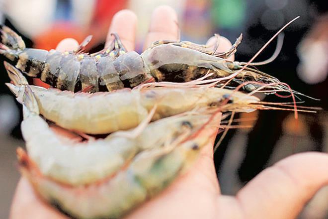 Shrimp, Shrimp exports, Chinese consumption, global fish production, fish production, new year Shrimp, Shrimp exports, Chinese consumption, global fish production, fish production, new year