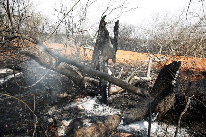 amazon forest, amazon forest fire, amazon forest fire images, bolivia fire, bolivia capital, bolivia fire amazon, bolivia fire map, bolivia fire news